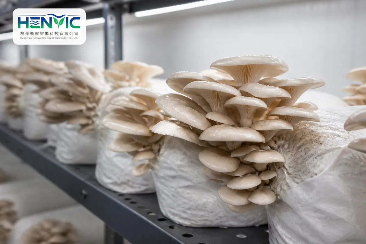 An Innovative Approach to Matsutake Cultivation: Double-Layer Intelligent Container Technology