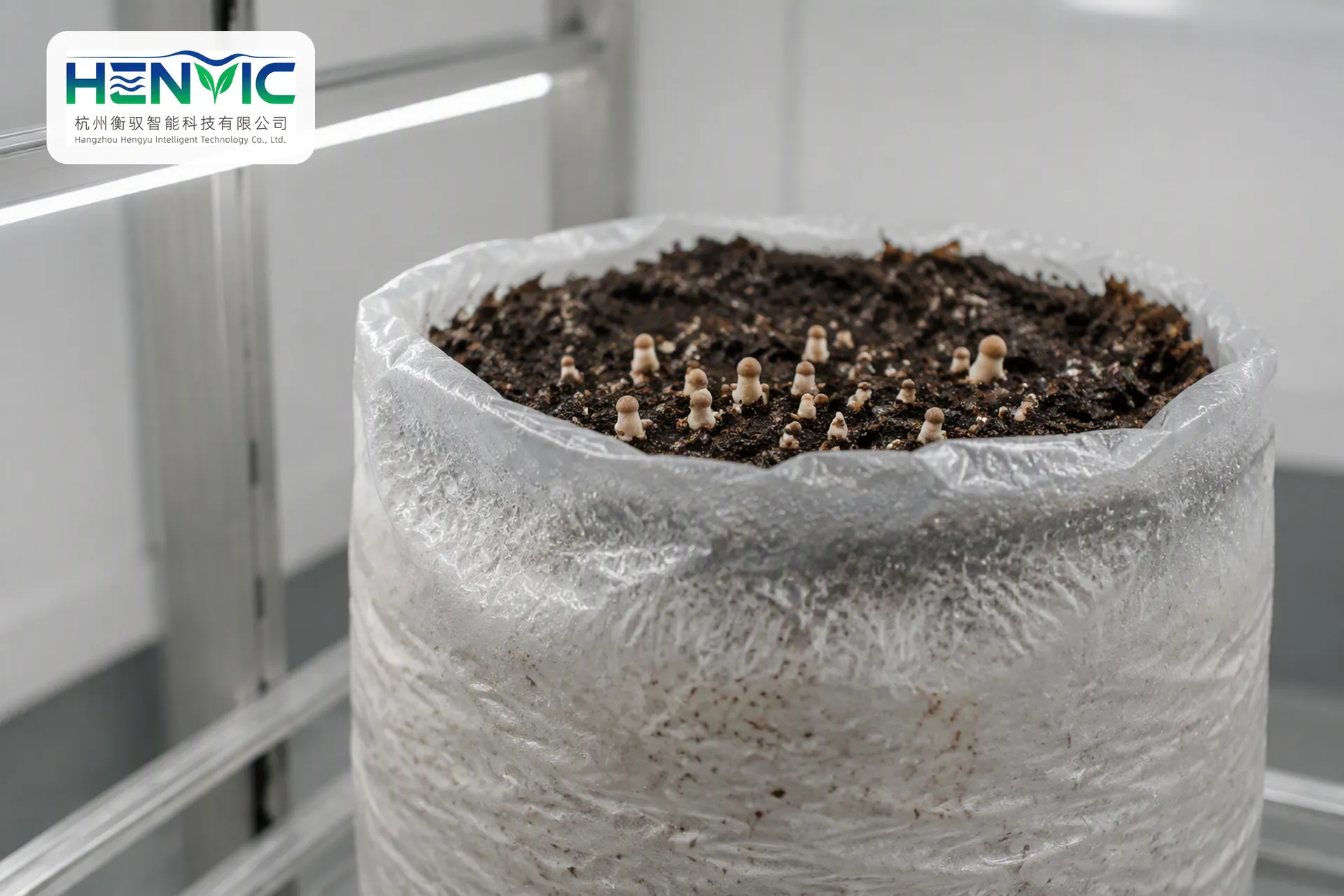 Containerized Cultivation Technology for King Oyster Mushroom